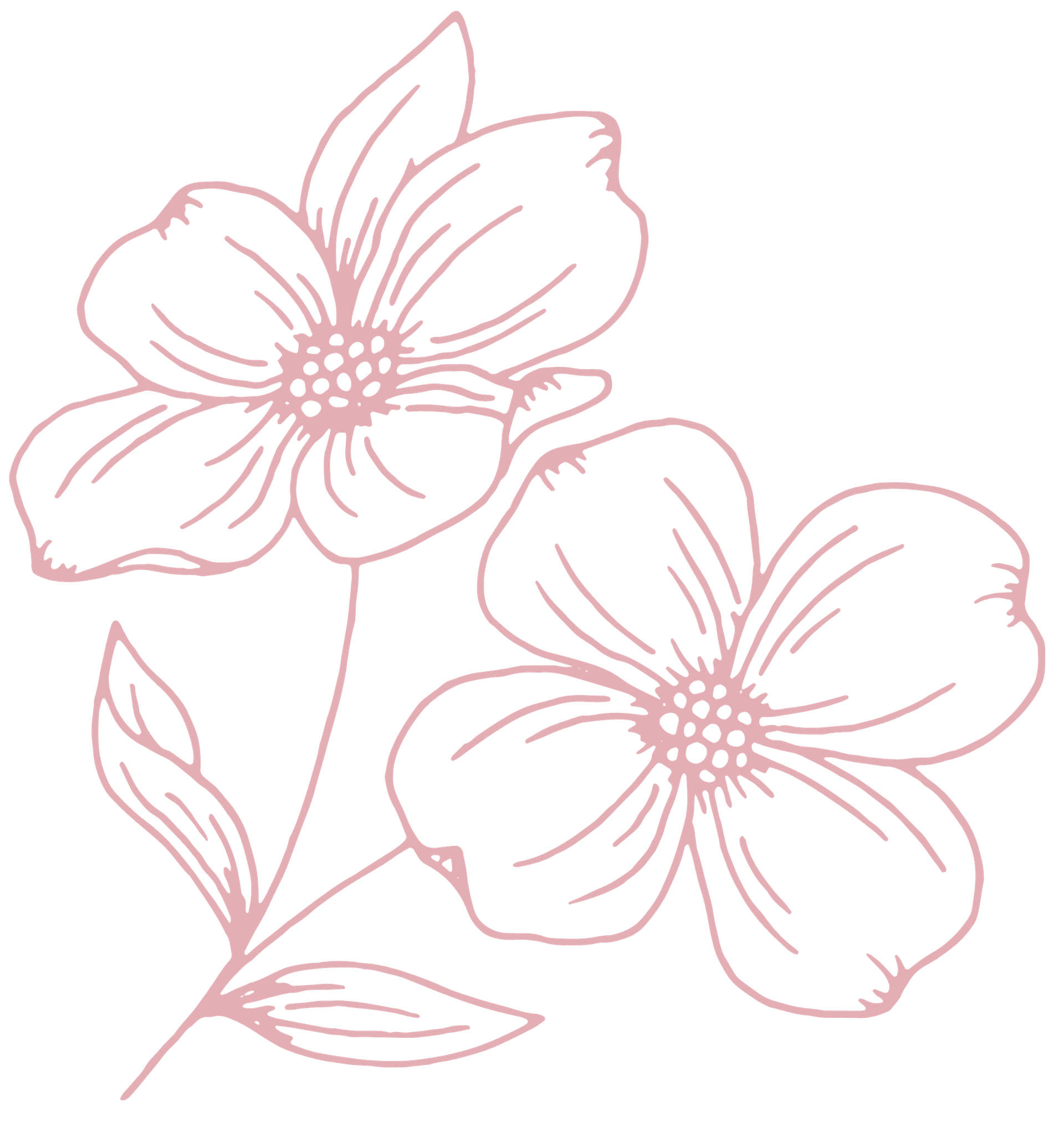 Dogwood flower
